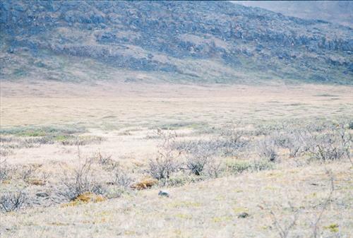 4 Gates of the Arctic National Park and Preserve Itkillik Bird Survey June 2006