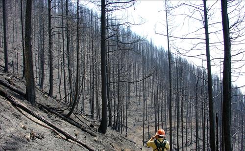 Wildland Fire Damage, Summer 2003, Glacier National Park