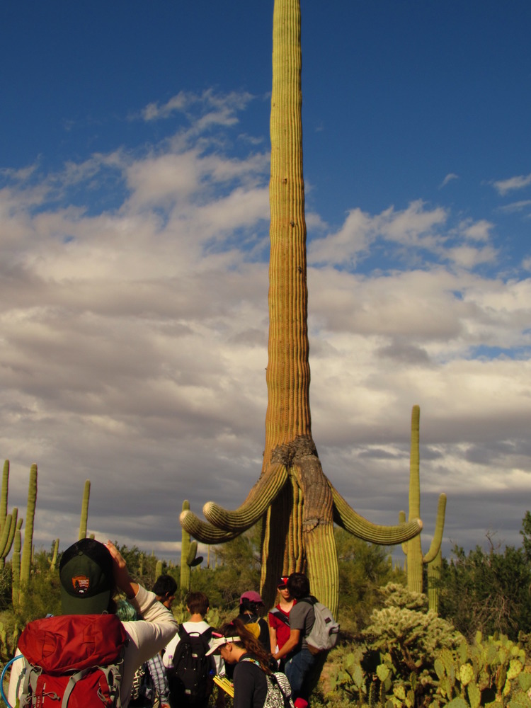 Tucson students survey saguaros