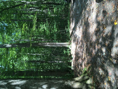 GRSM Accuracy Assessment. Plot Code: GRSM_AA_0811_2