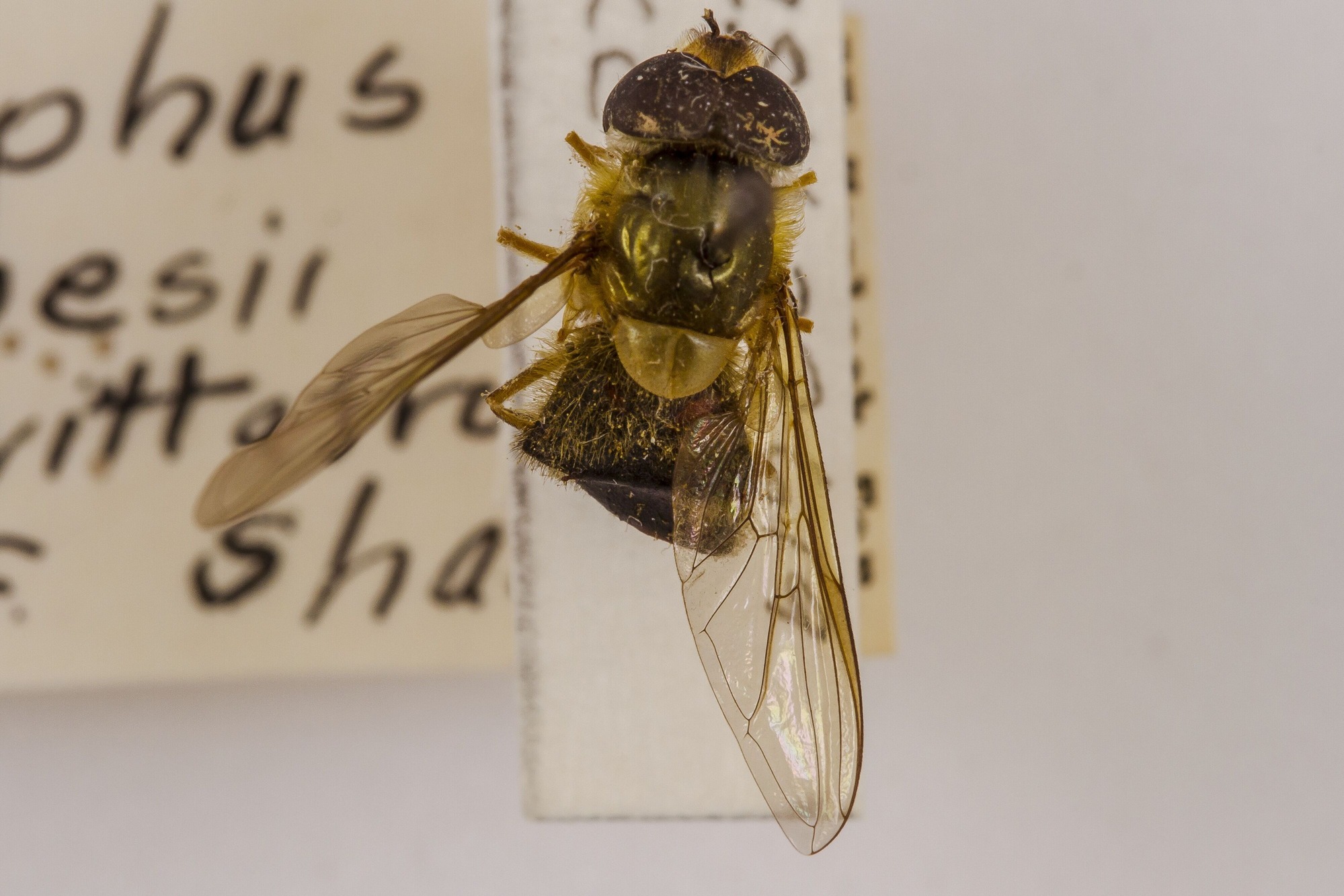Image of Syrphus ribesii, a species of Animalia