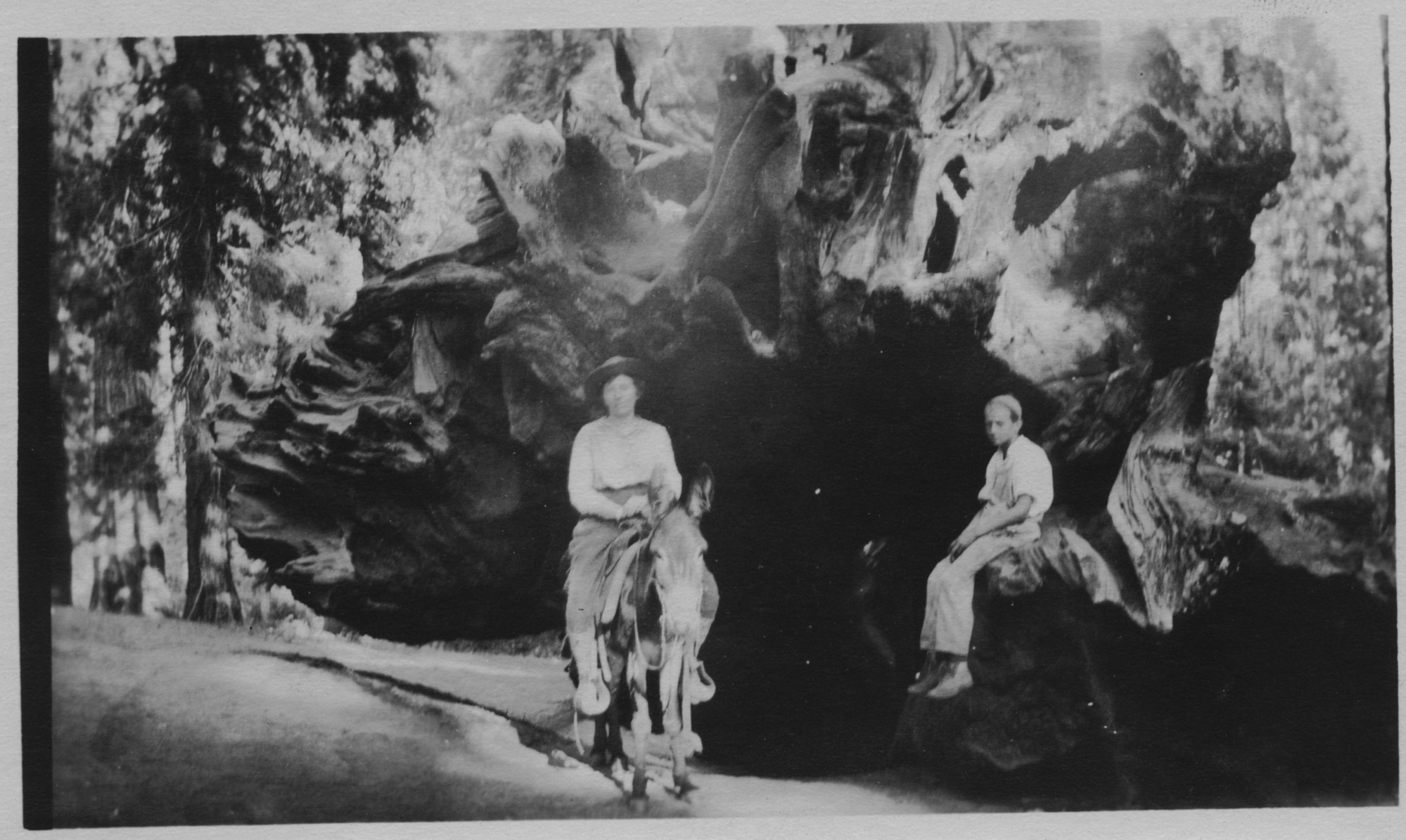 SEKI Roberts Collection Series: 3 Prints; 1 Small; 13 Sequoias