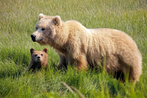 large brown bear with a small cub in a grassy field