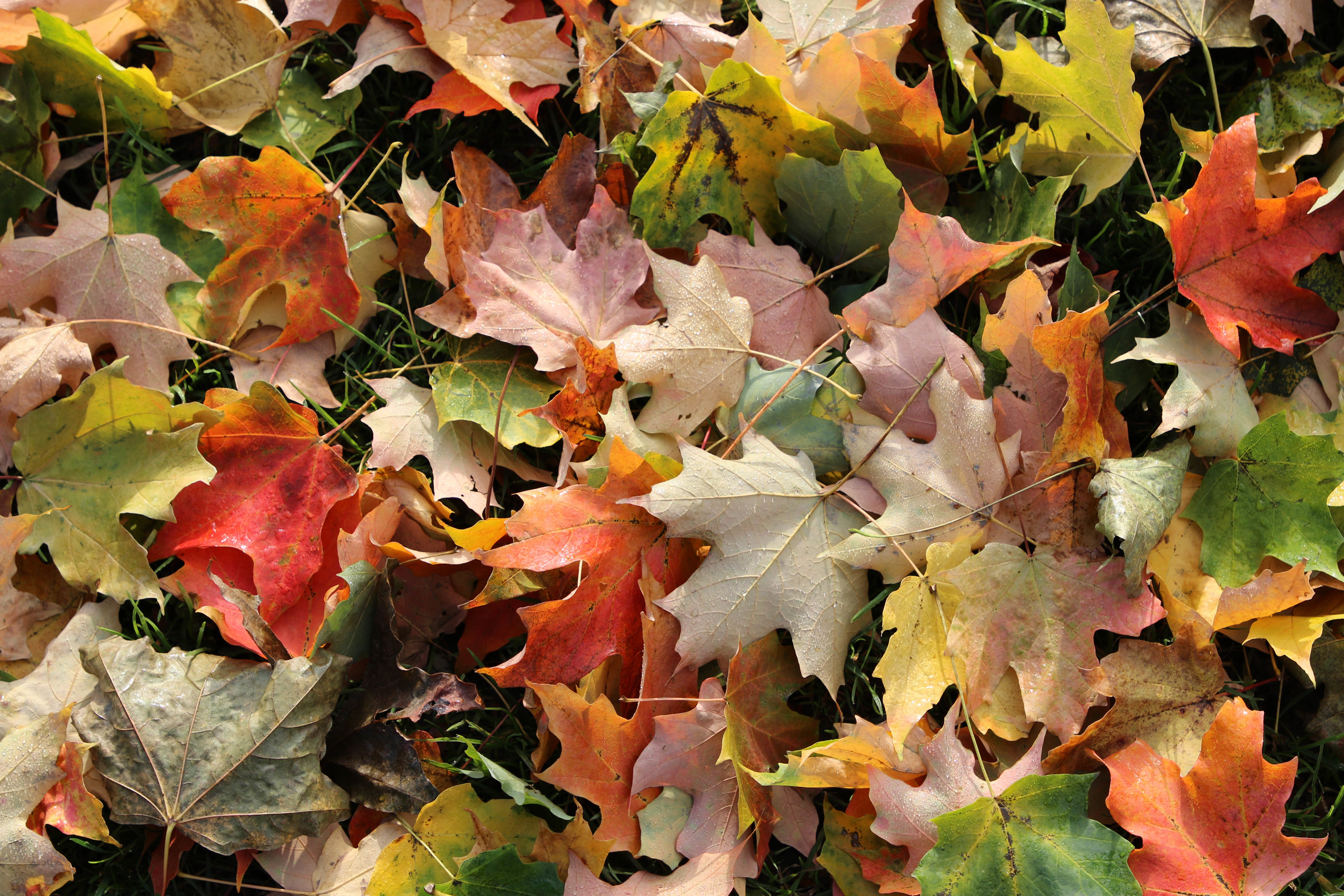 Colorful leaves on the ground