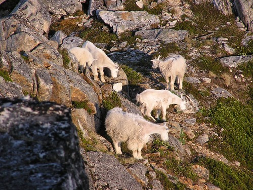 Mountain Goats 
