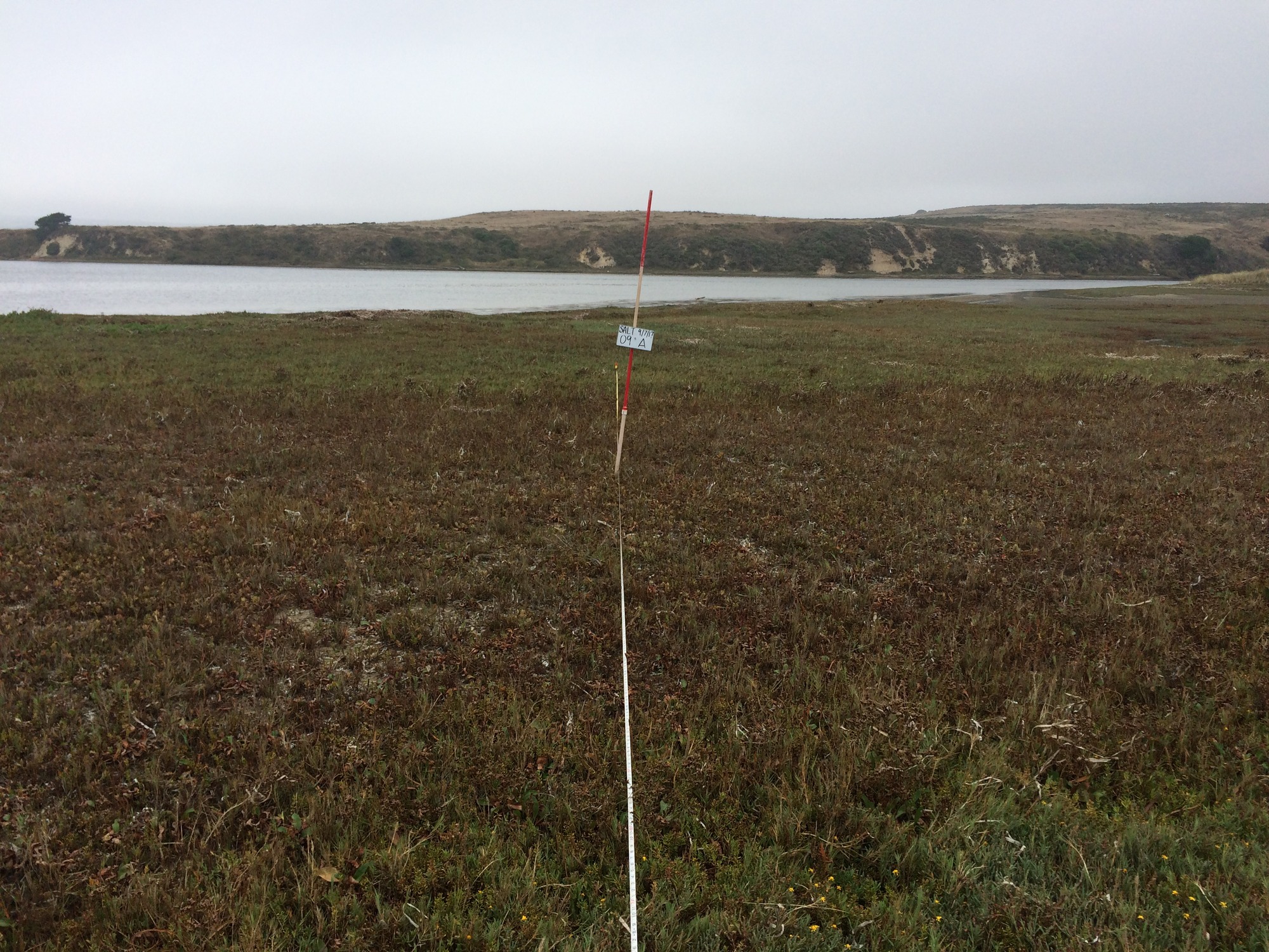 Eye-level view from the center point of a plant community monitoring plot