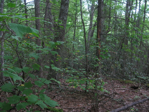 GRSM Accuracy Assessment. Plot Code: GRSM_AA_0459_2