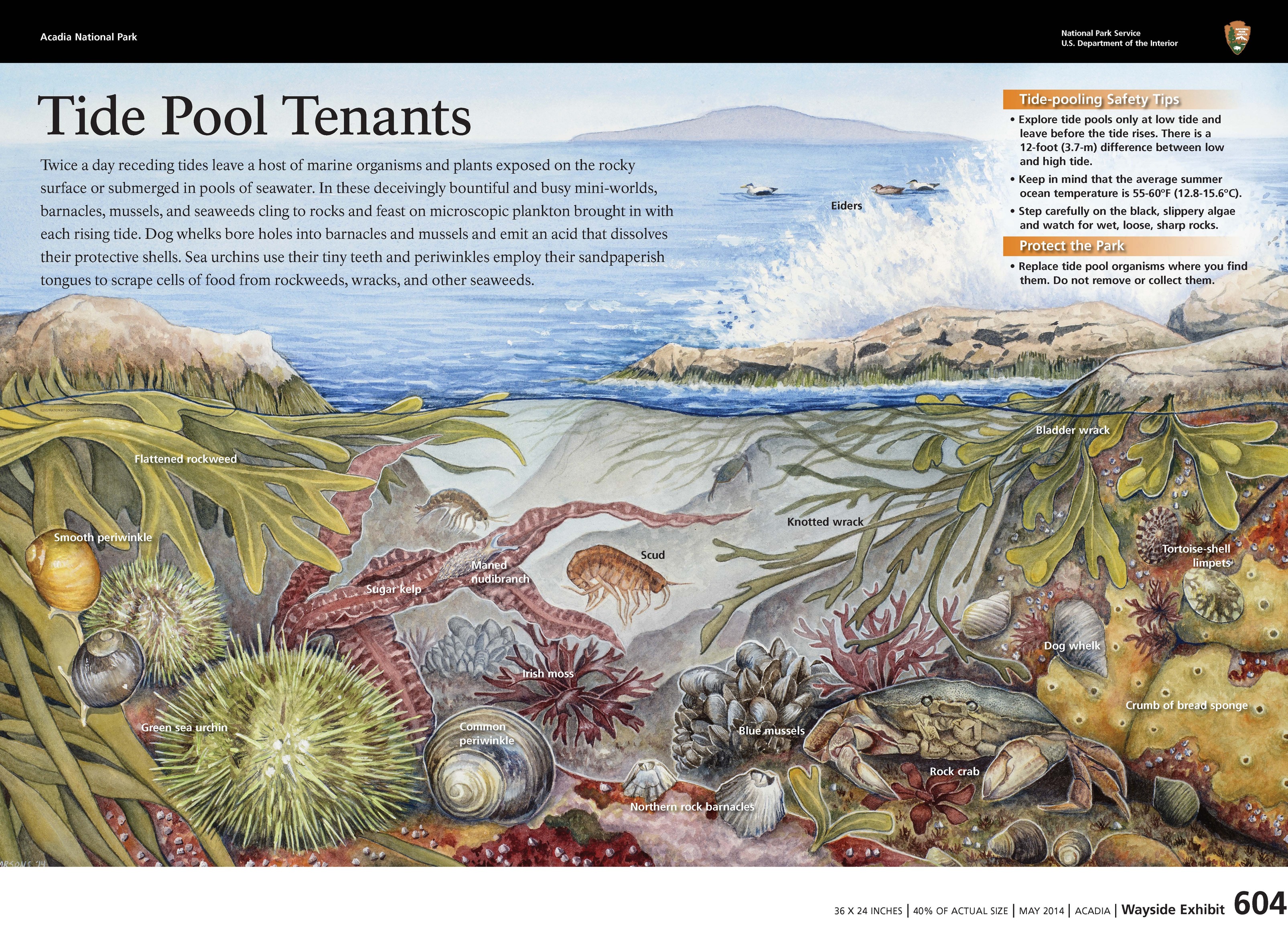 Title: Tide Pool Tenants in bold; background drawing of life in tidepools.