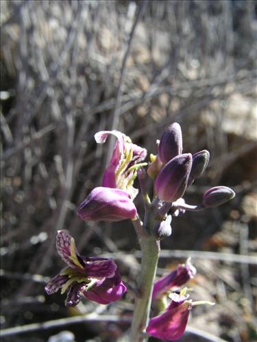 Streptanthus carinatus. Big Bend National Park, Route 13, mile 15. February 2004