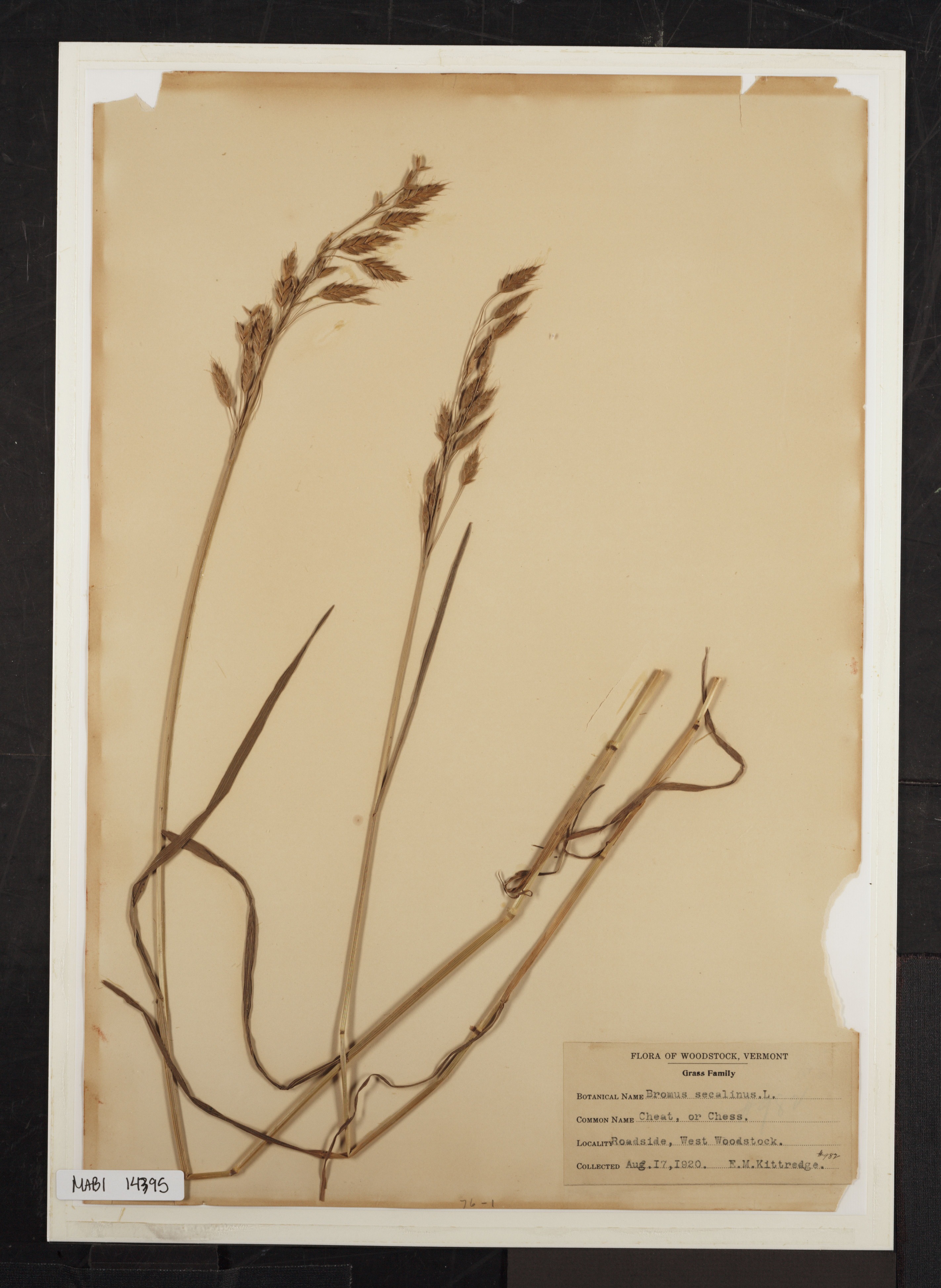 Preserved biological specimen on paper.