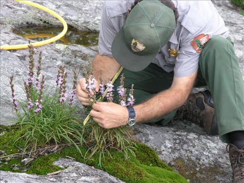 Hellers Blazing Star