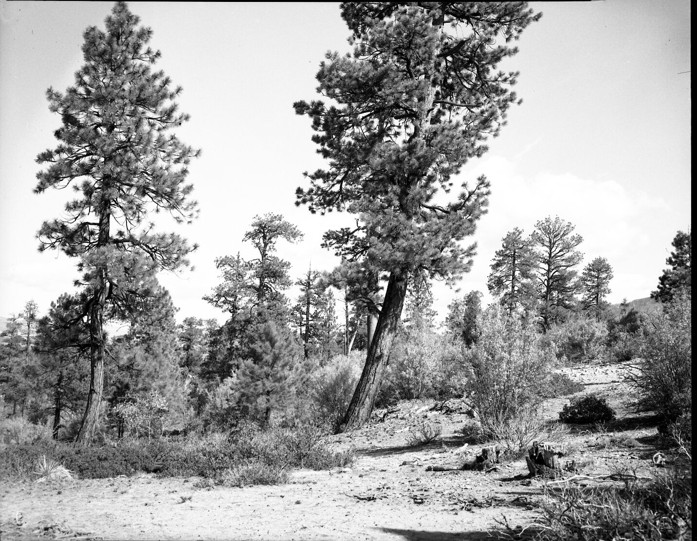 Ponderosa forest along east boundary.