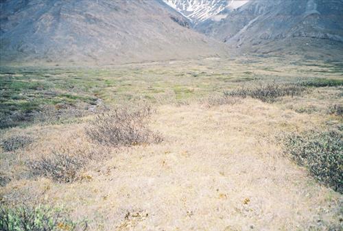 1 Gates of the Arctic National Park and Preserve Itkillik Birds June 2006