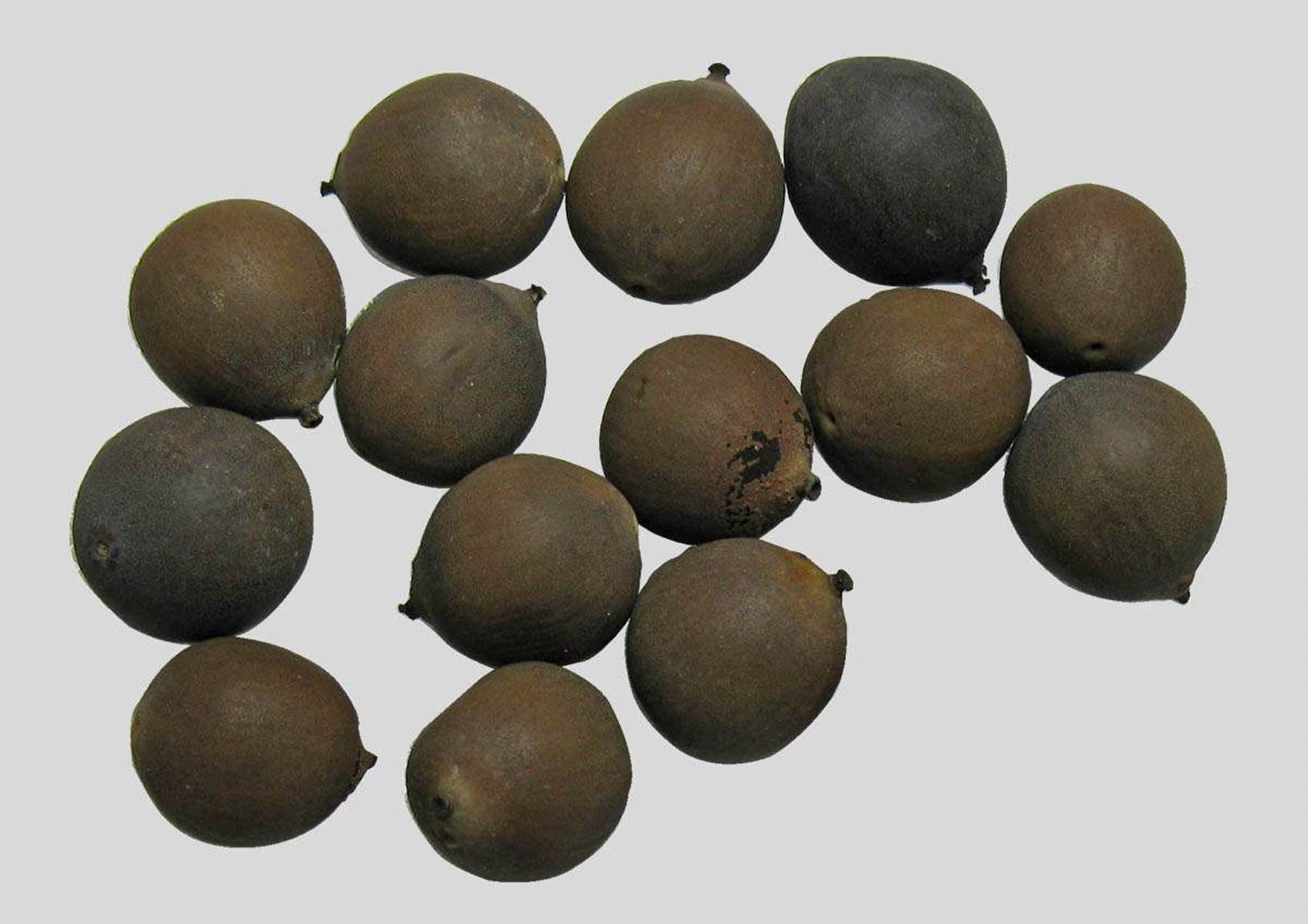 Seeds