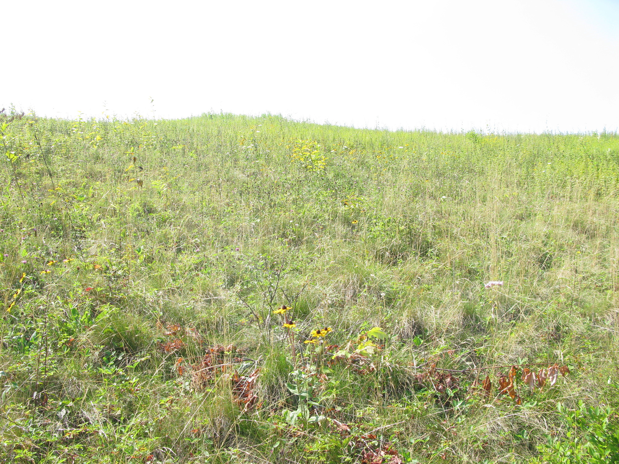 GRSM Accuracy Assessment. Plot Code: GRSM_AA_0181_4