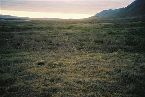 1 Gates of the Arctic National Park and Preserve Itkillik Birds June 2006