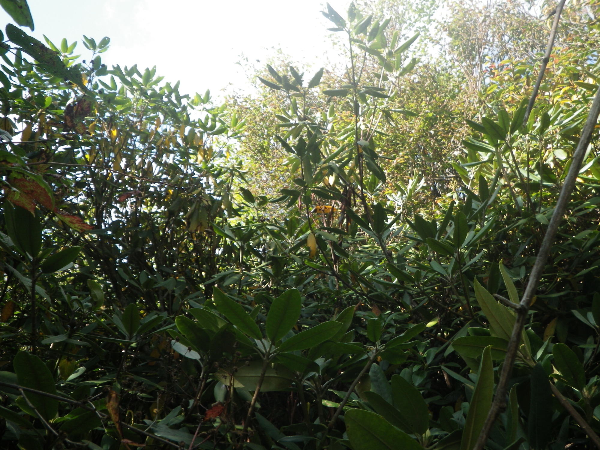 GRSM Accuracy Assessment. Plot Code: GRSM_AA_0321_6