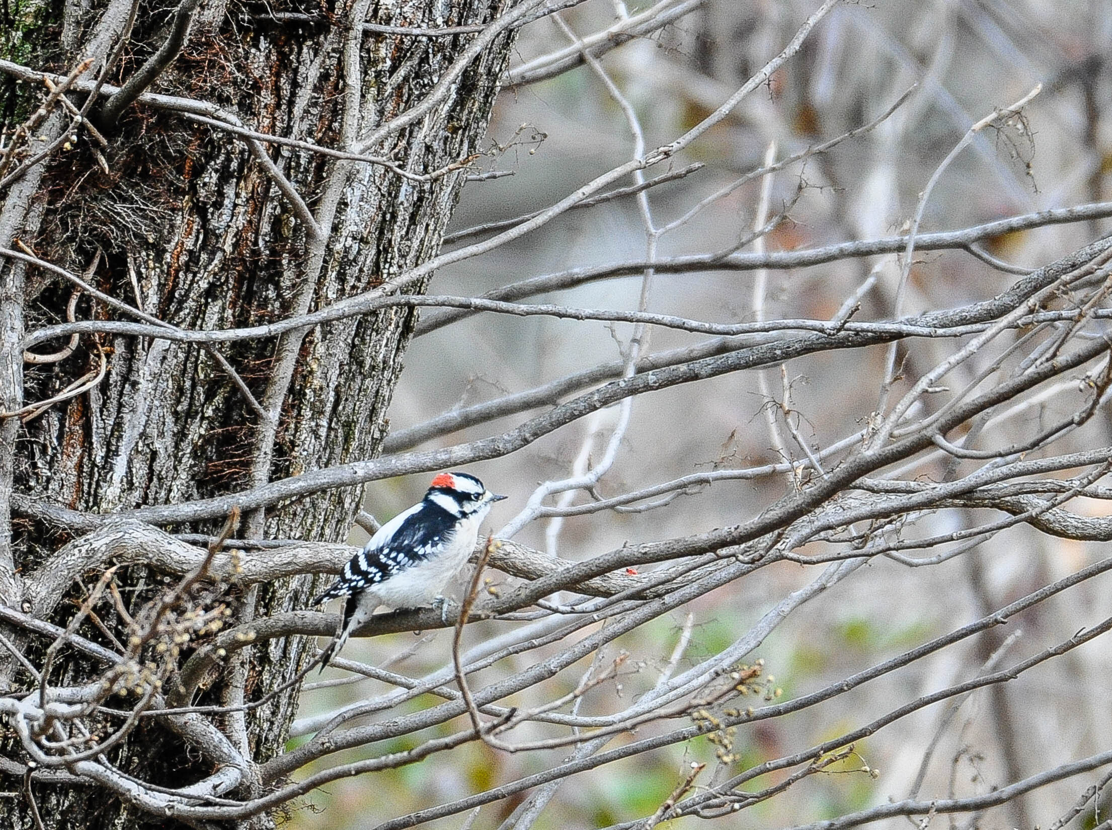 Small bird with a sharp beak, black wings, a white breast, and a red spot on its head.