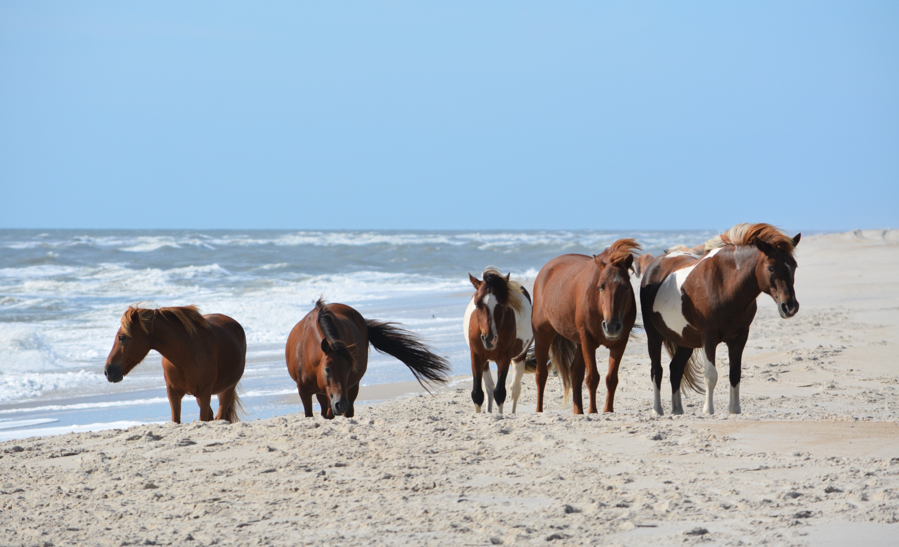 horses on beach near the edge of the surf