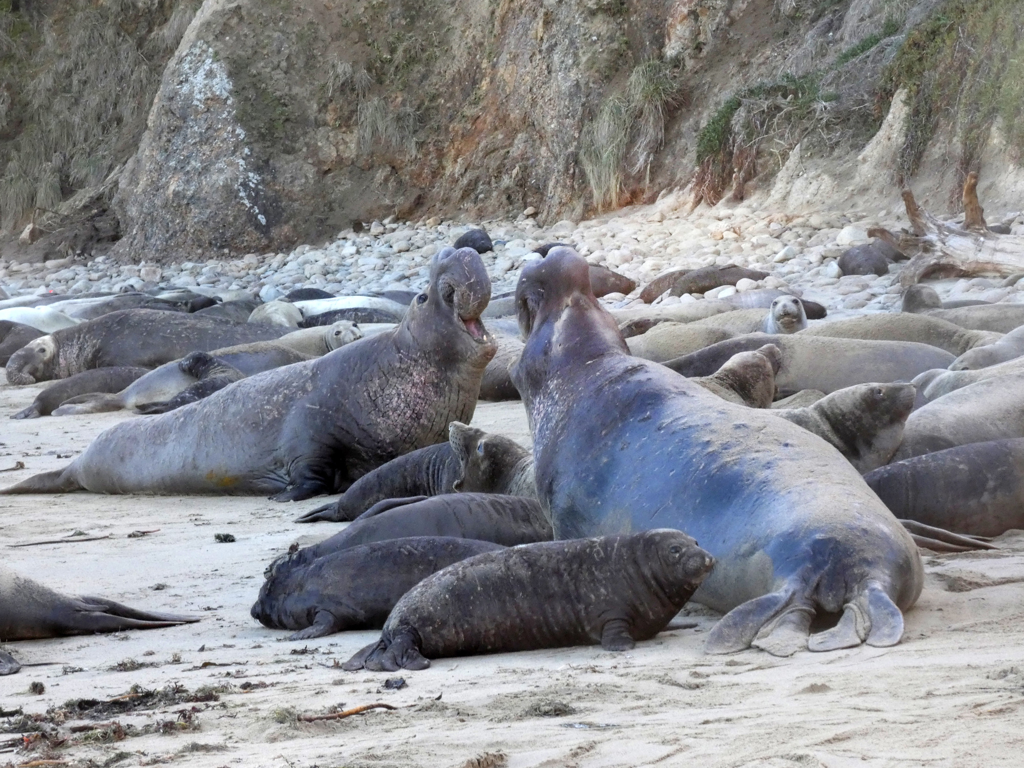 Two large bull elephant seals face off in the middle of a beach crowded with females and weaned pups.