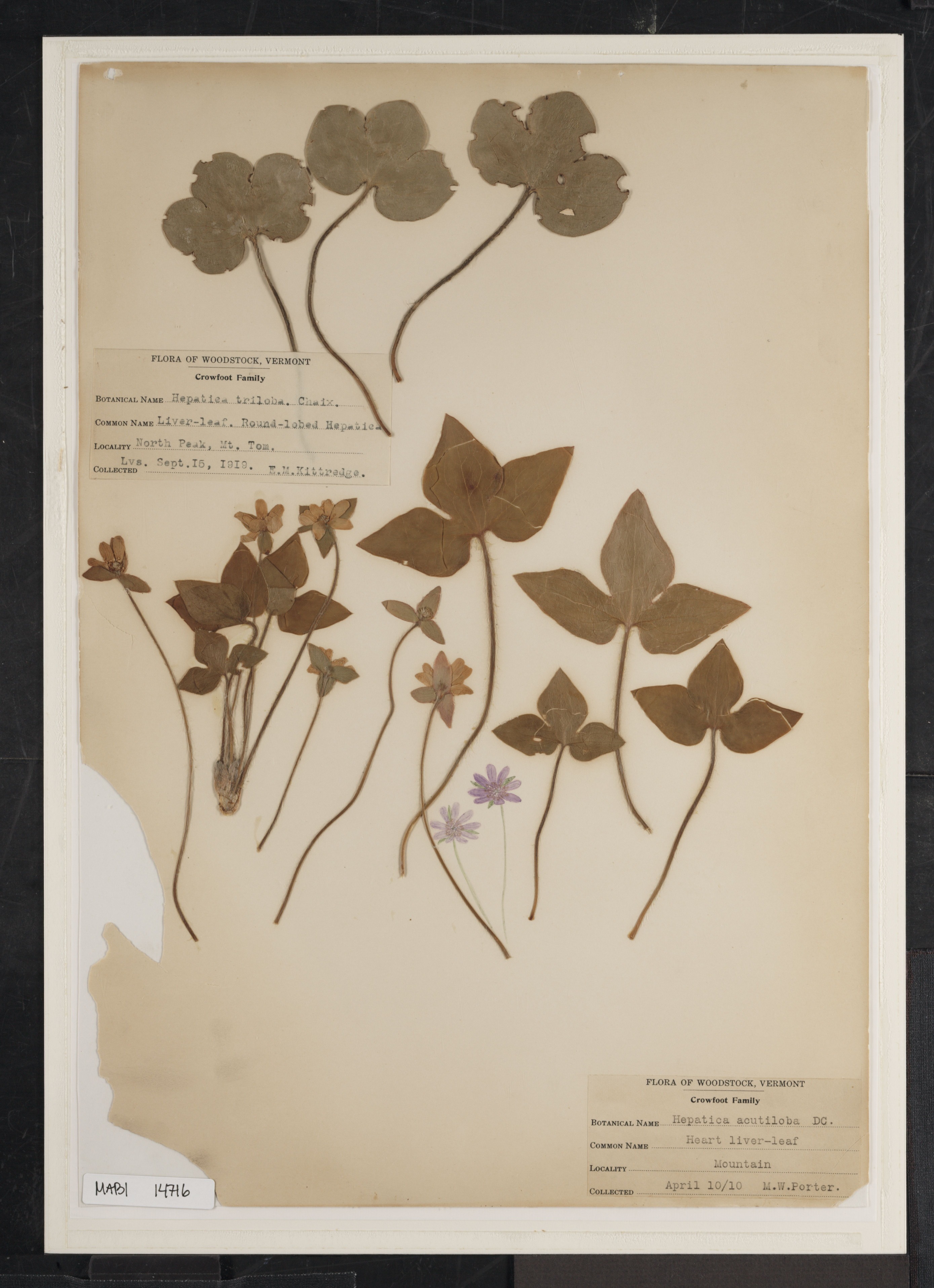 Preserved biological specimen on paper.