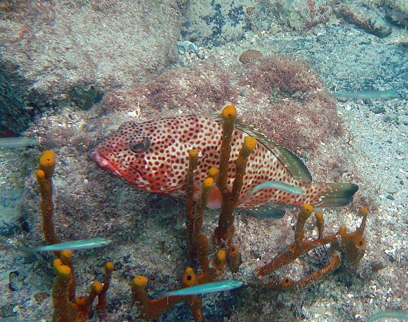 Red Hind (Epinephelus guttatus)