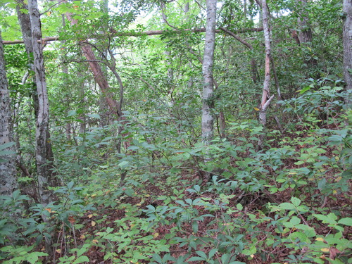 GRSM Accuracy Assessment. Plot Code: GRSM_AA_0888_2