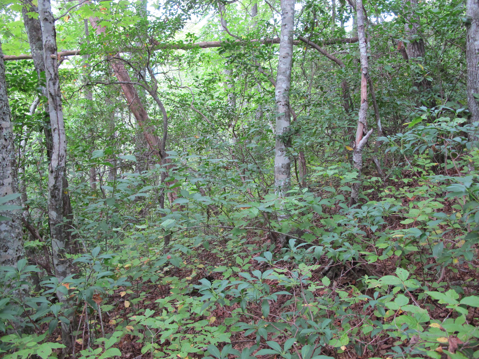 GRSM Accuracy Assessment. Plot Code: GRSM_AA_0888_2