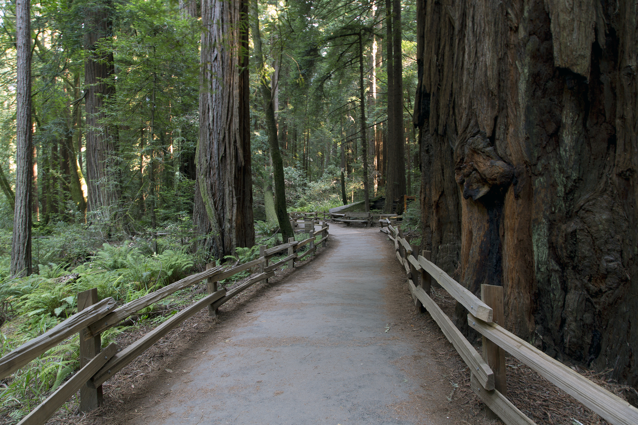 Photograph of trail among redwood trees at Muir Woods.