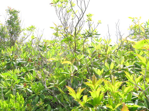 GRSM Accuracy Assessment. Plot Code: GRSM_AA_0960_3