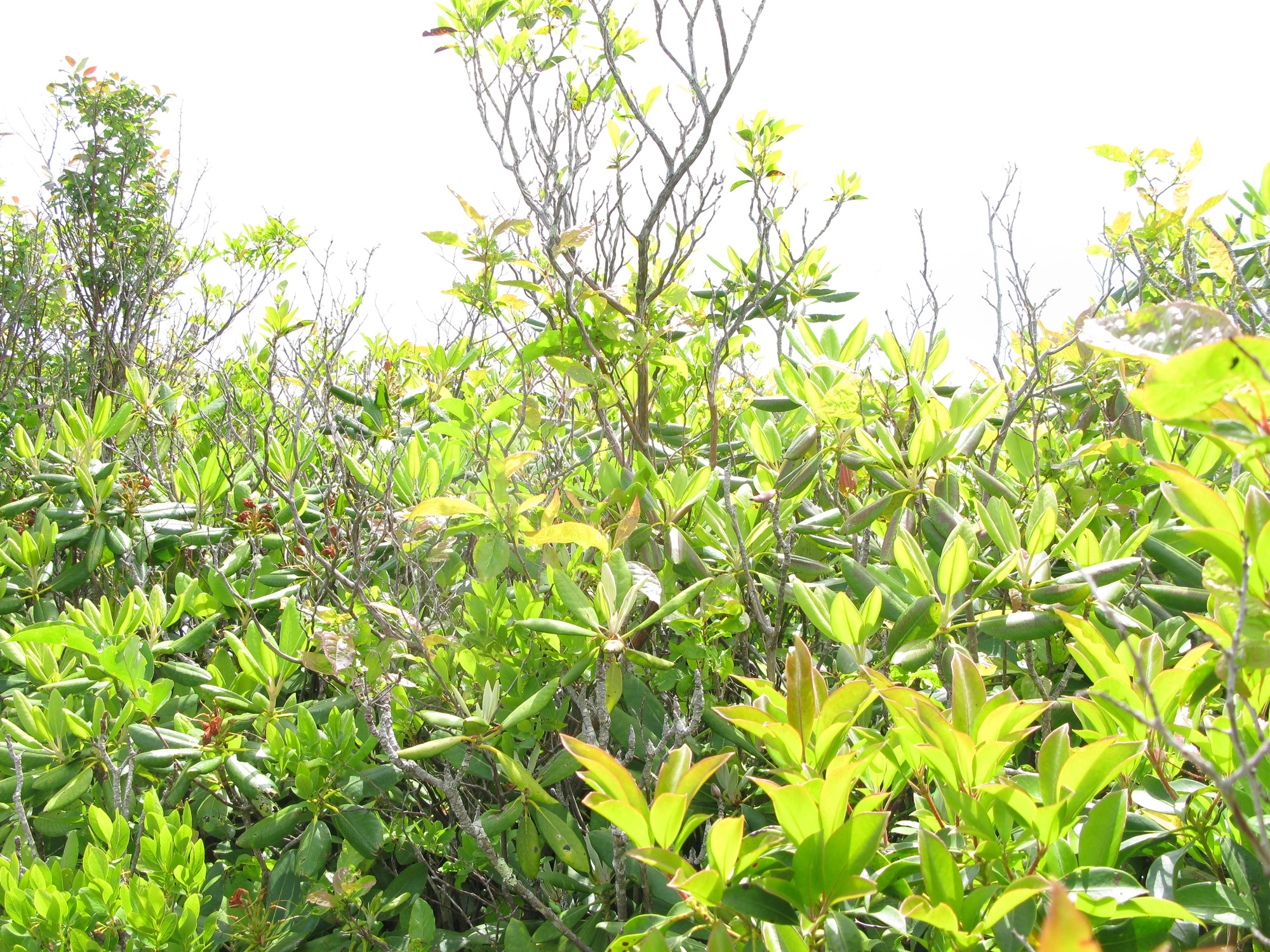 GRSM Accuracy Assessment. Plot Code: GRSM_AA_0960_3