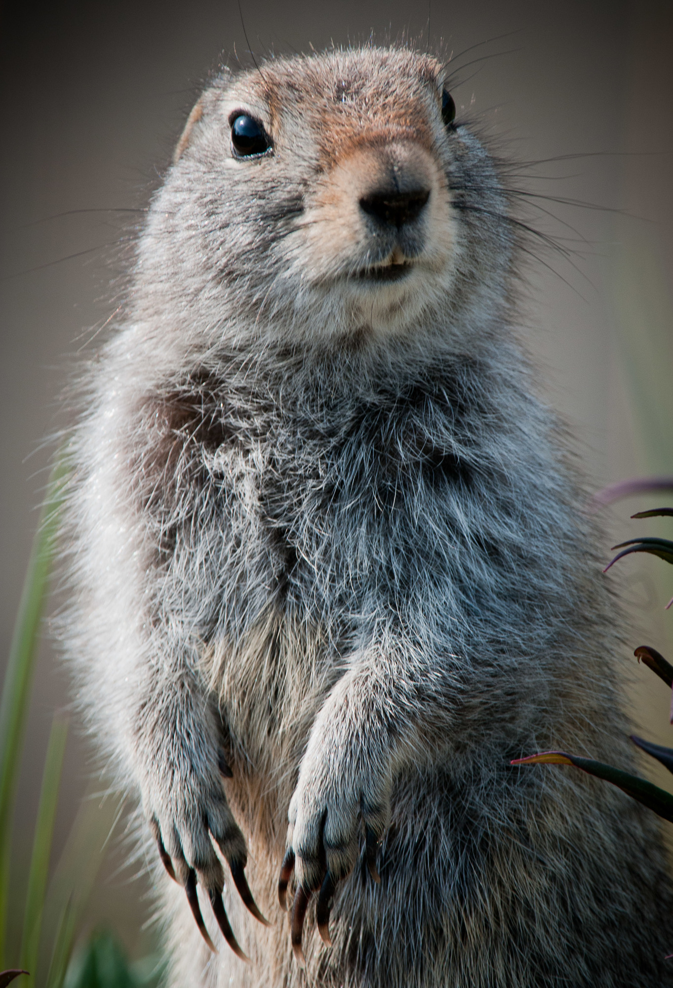 Closeup of an Arctic ground squirrel