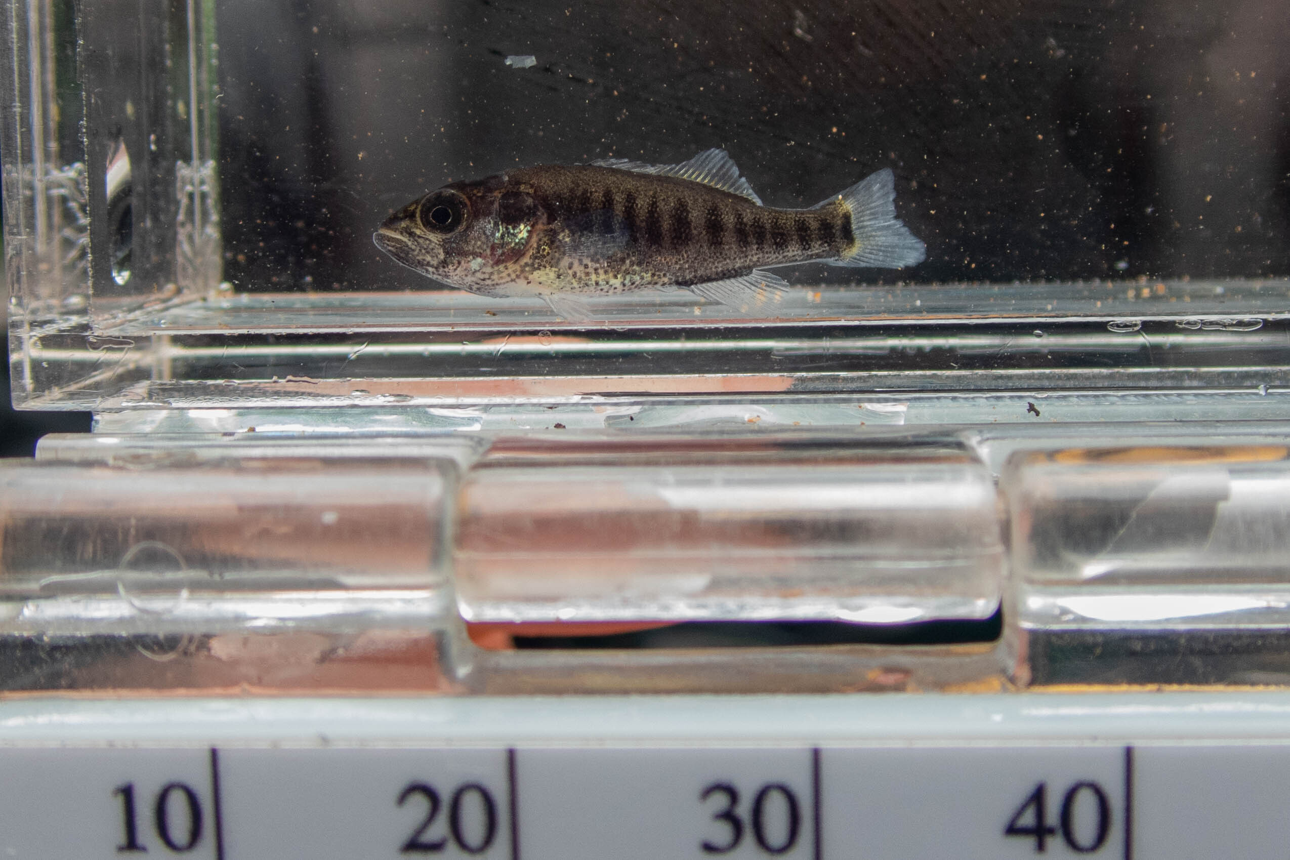 Micropterus dolomieu (smallmouth bass) - full body, young of year