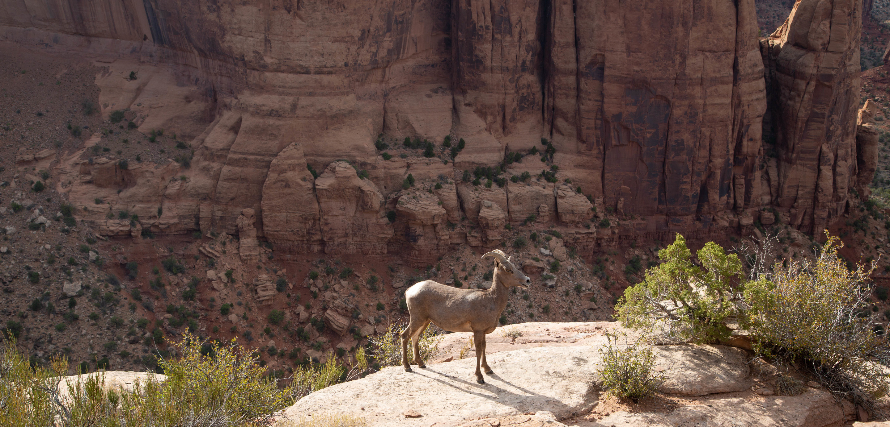 Bighorn sheep standing on a ledge