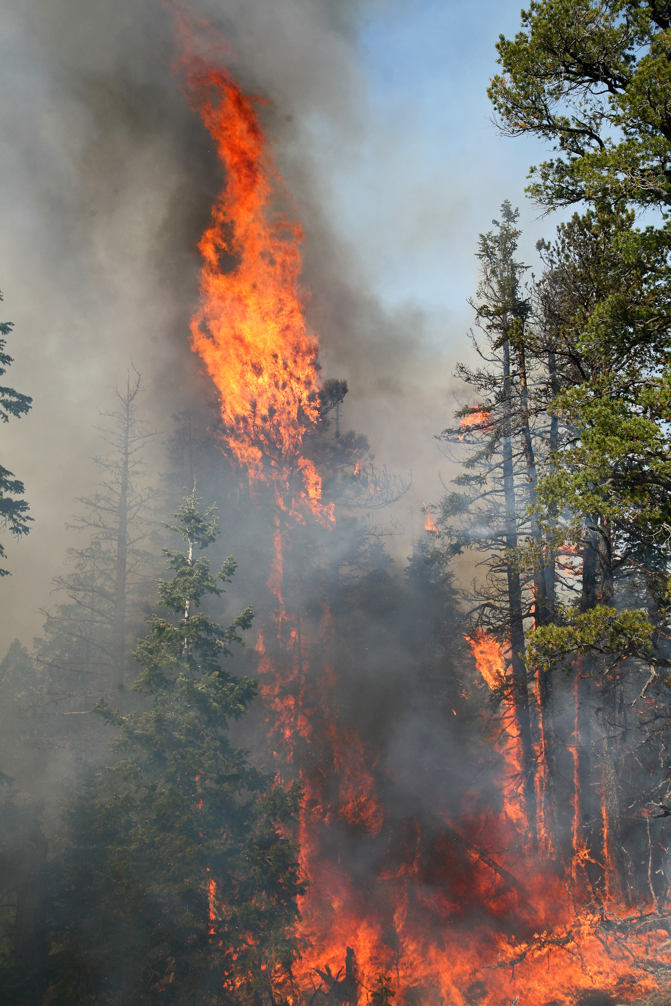 Single coniferous tree with large flames and dark smoke reaching towards the sky.