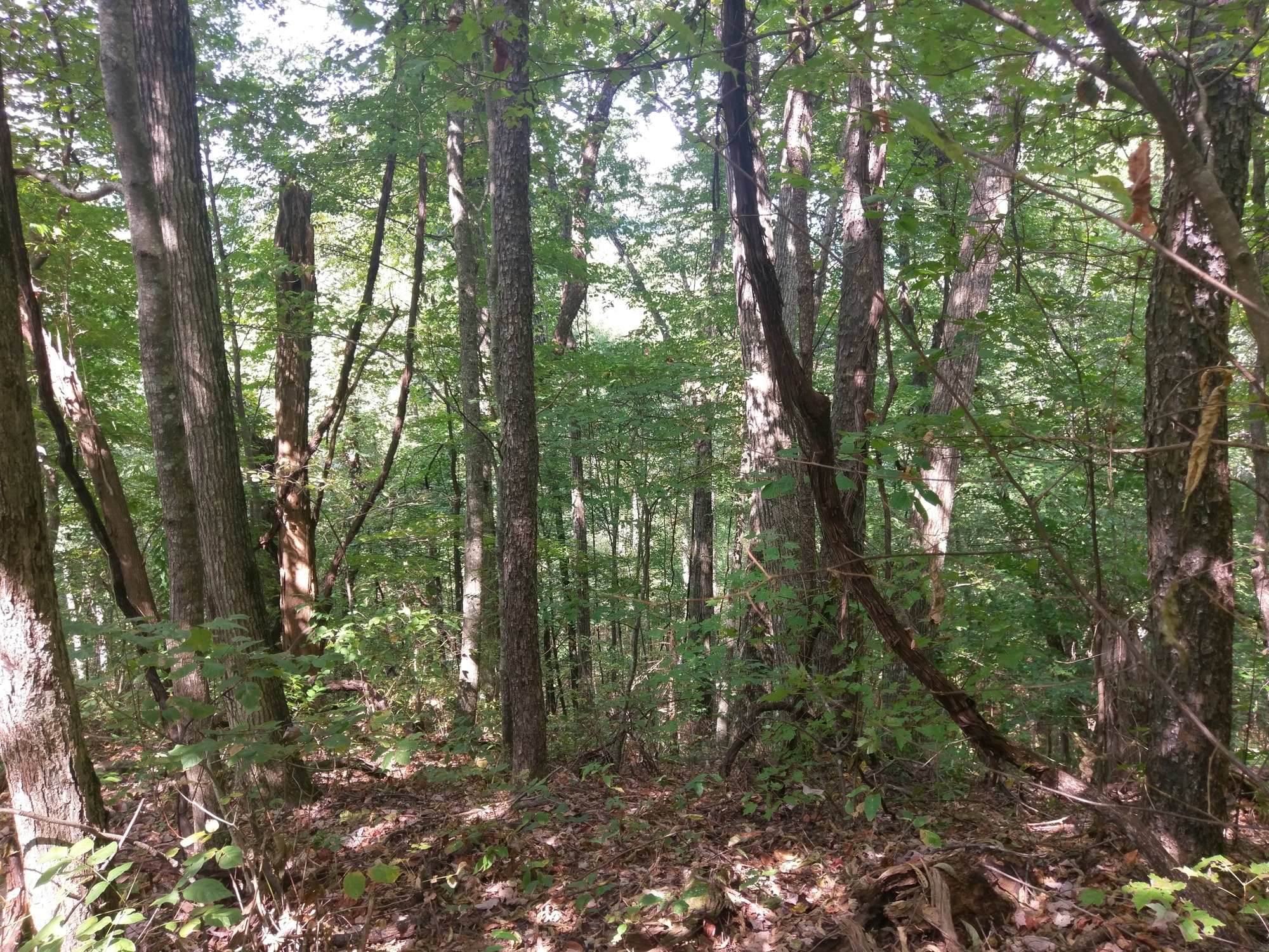 GRSM Accuracy Assessment. Plot Code: GRSM_AA_0742_2