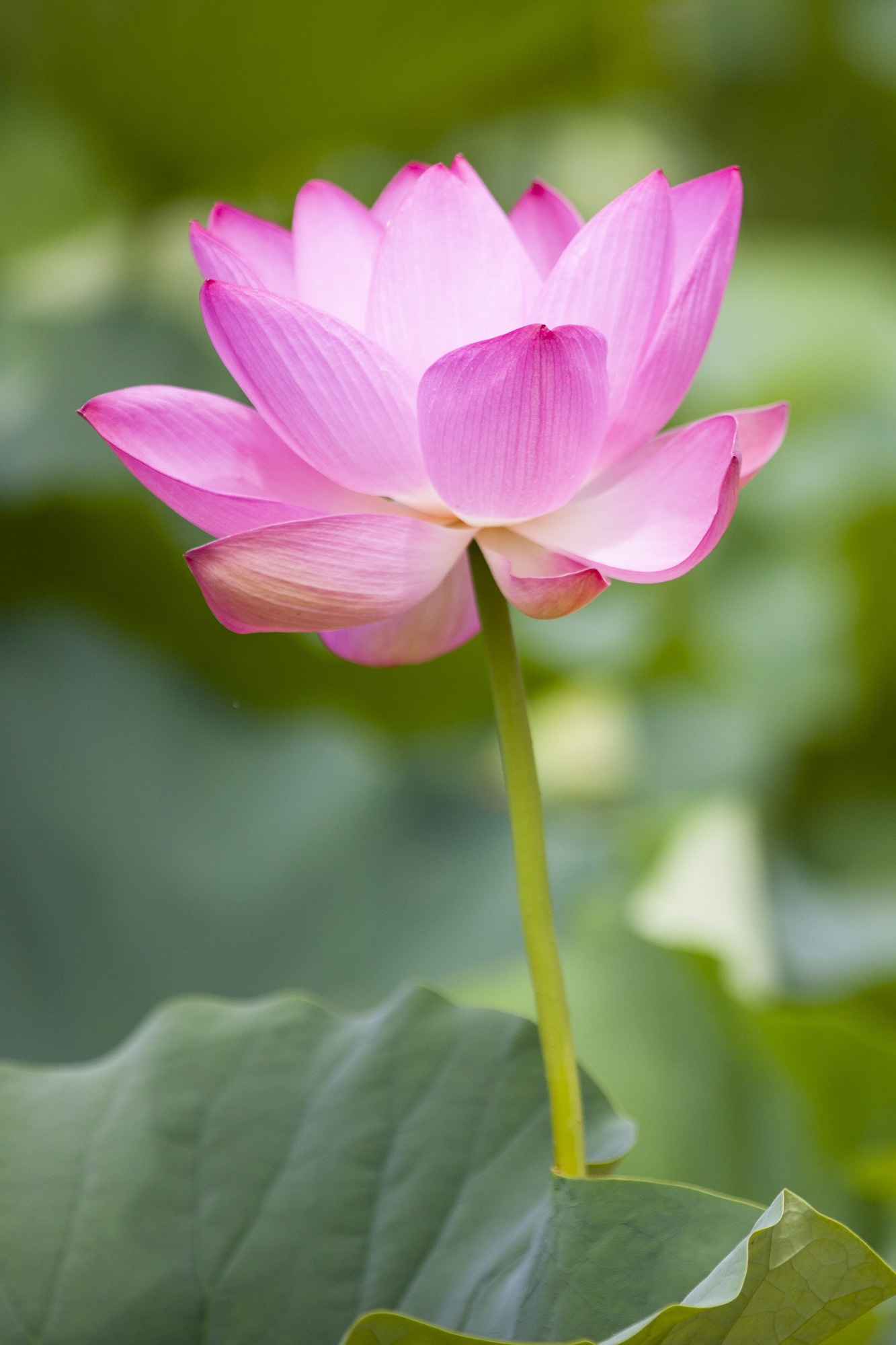 A pink lotus flower in bloom