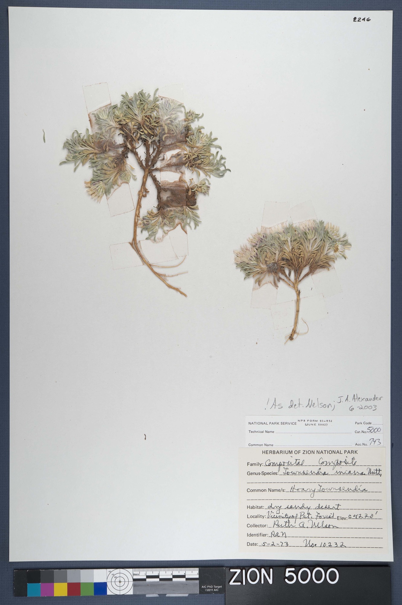 Herbarium Specimen Sheet 5000