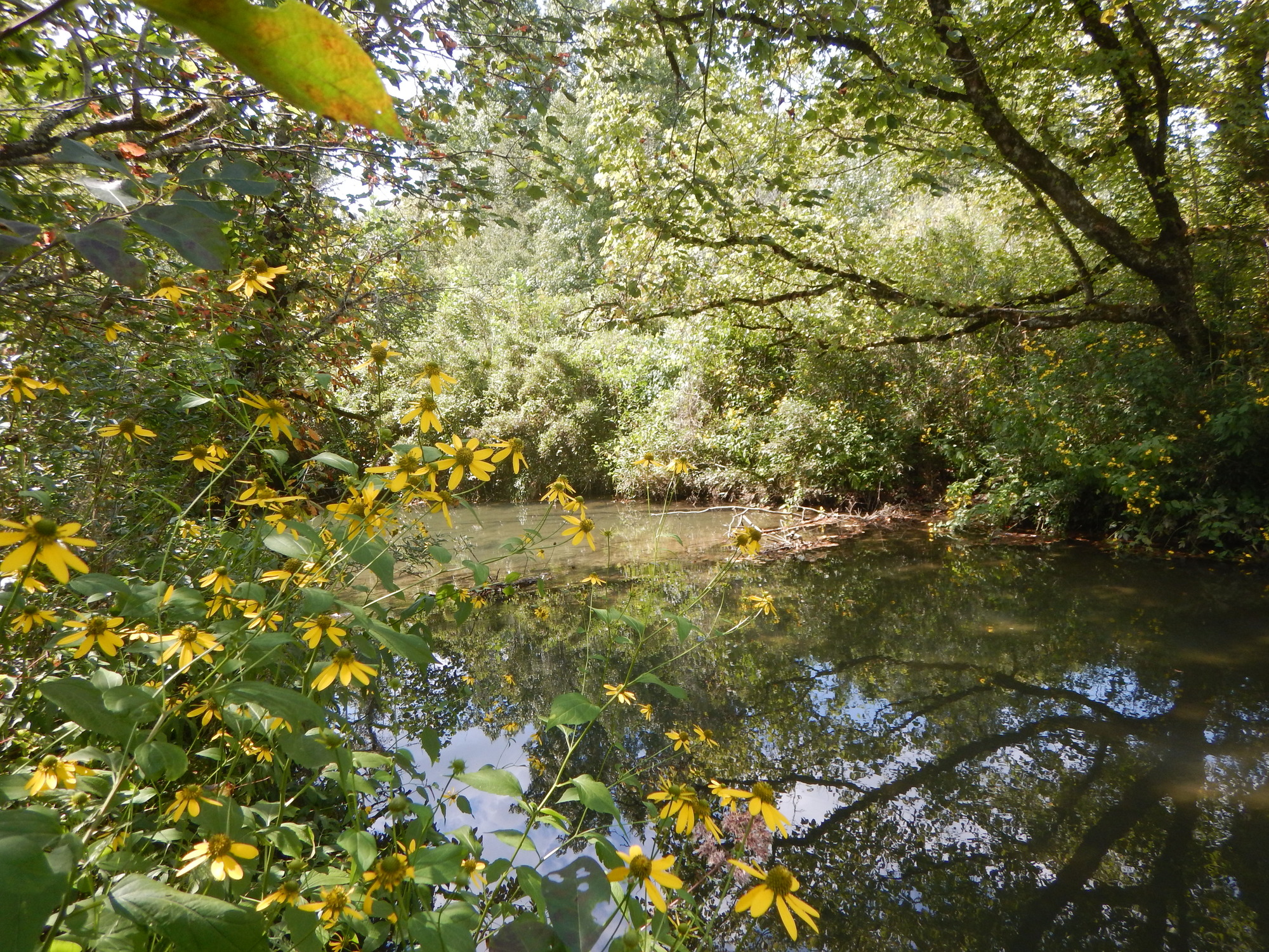 GRSM Accuracy Assessment. Plot Code: GRSM_AA_0408_3