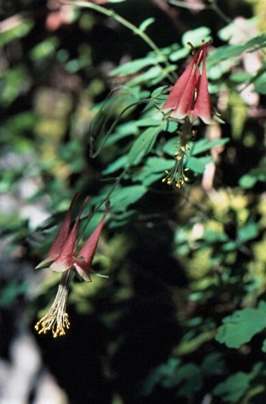 ref flowers top right and bottom left, green leaves in background