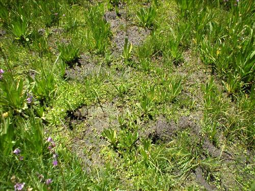 Wet meadow conditions at Austin Trail Camp, Sequoia and Kings Canyon National Park