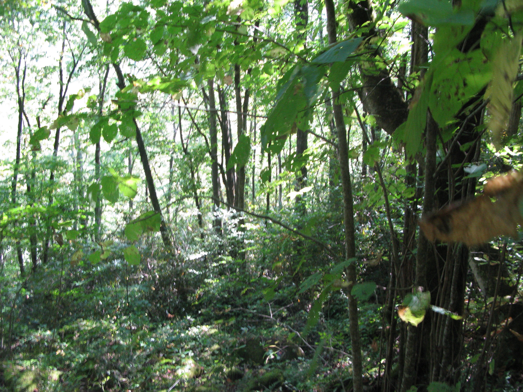 GRSM Accuracy Assessment. Plot Code: GRSM_AA_0137_3