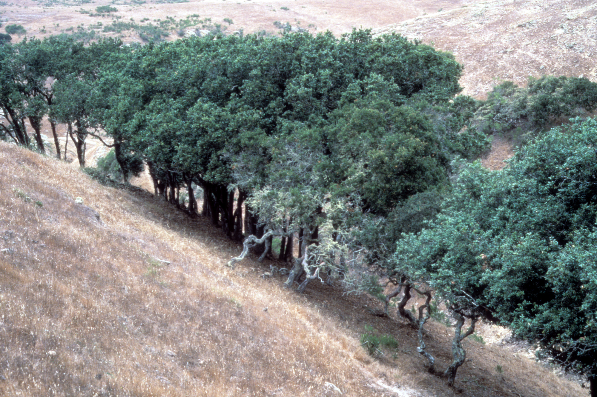 Island Oaks