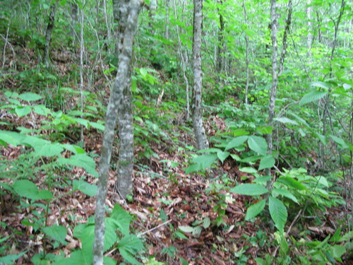 GRSM Accuracy Assessment. Plot Code: GRSM_AA_0079_2