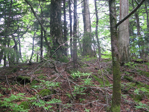 GRSM Accuracy Assessment. Plot Code: GRSM_AA_0547_2