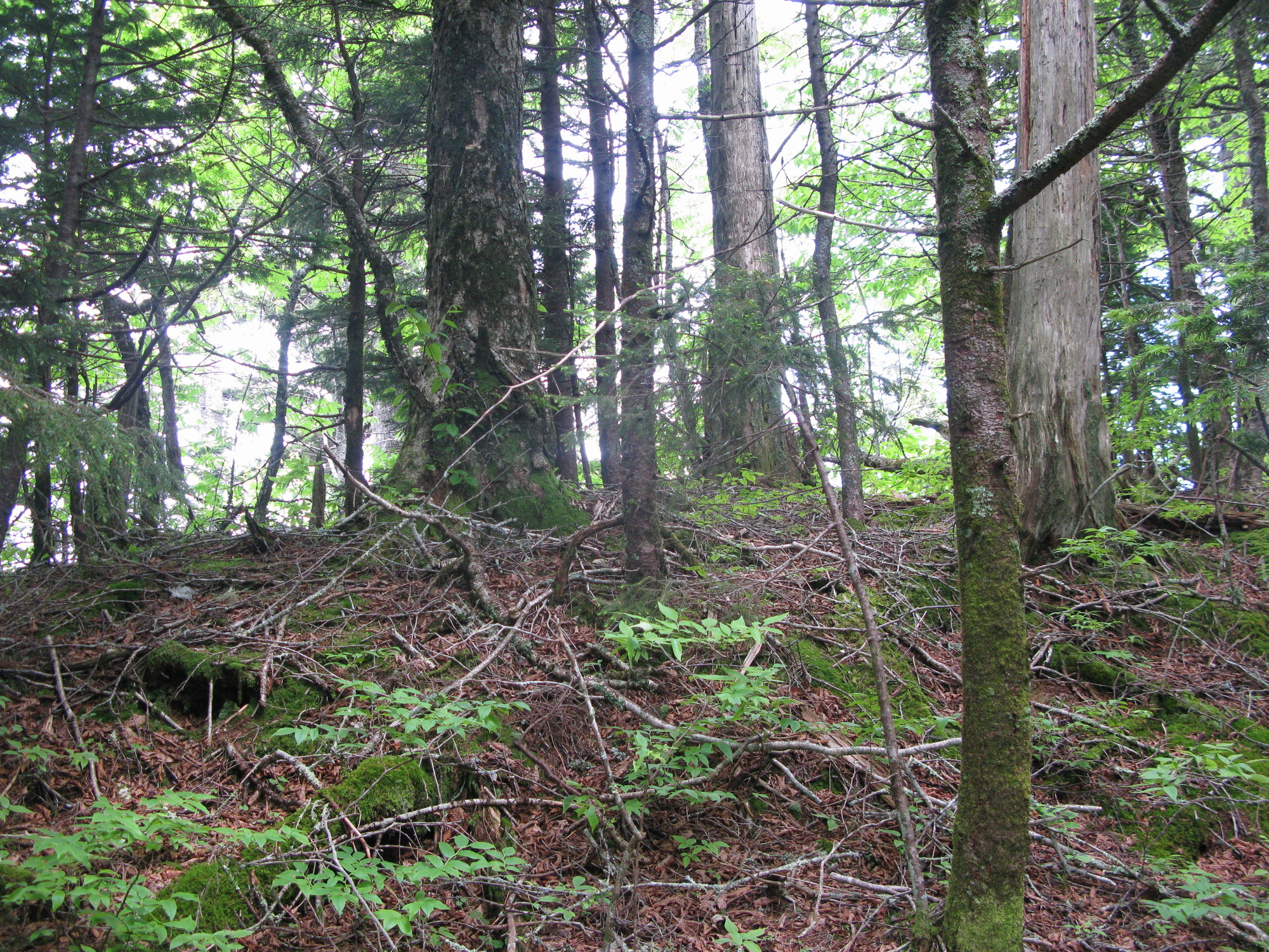 GRSM Accuracy Assessment. Plot Code: GRSM_AA_0547_2