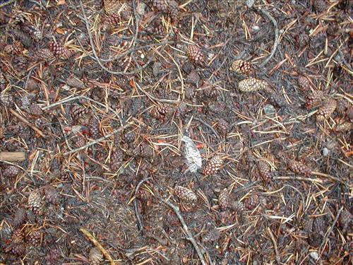 Camp used by Cottonwood Pack Station at Lower Rock Creek Crossing, Sequoia and Kings Canyon National Park