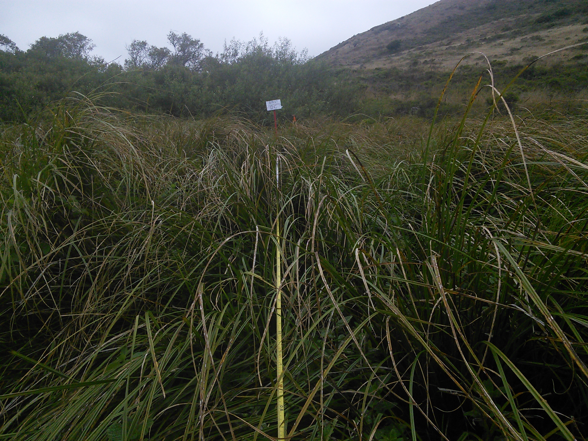 Eye-level view from the center point of a plant community monitoring plot