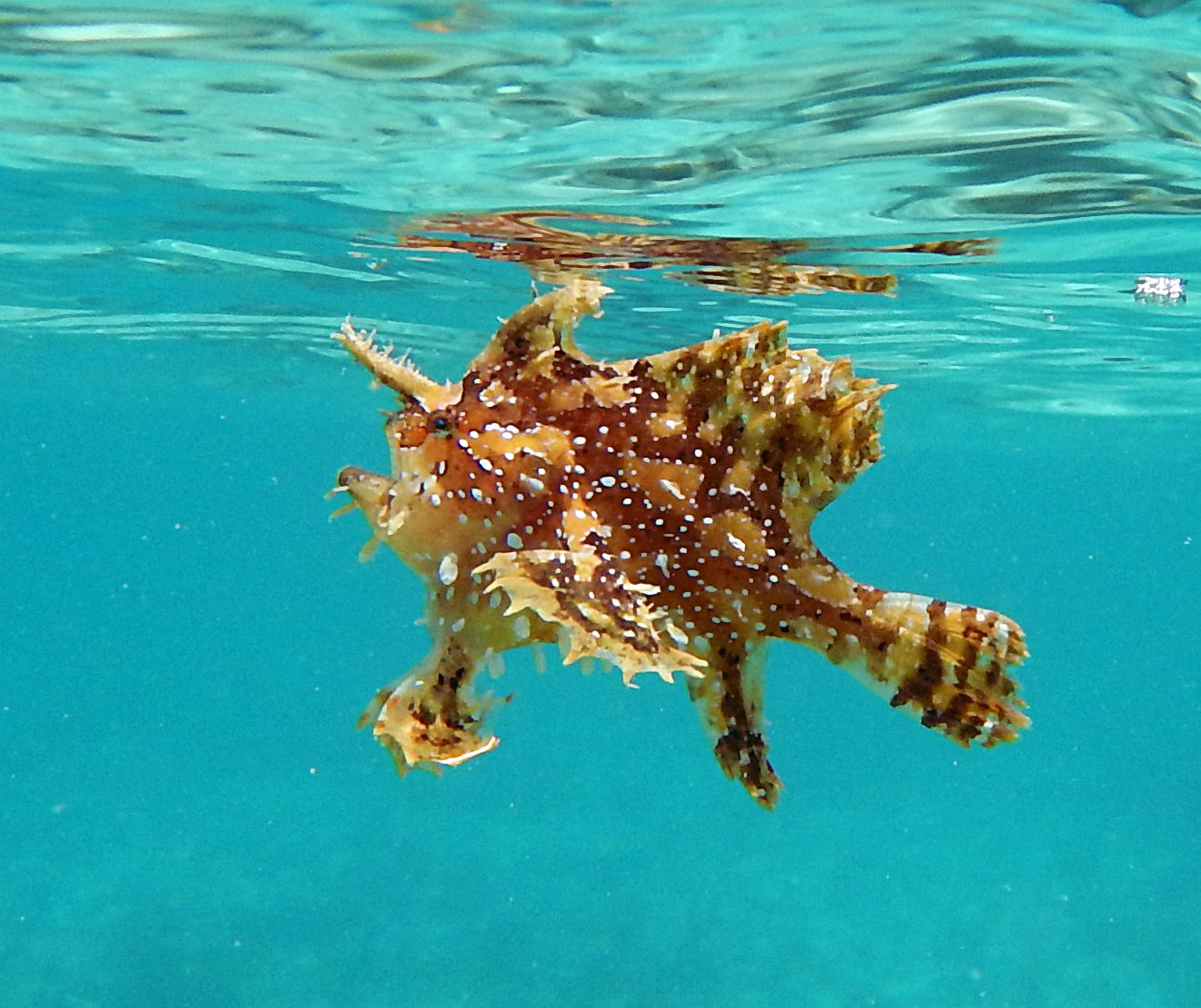 Sargassum fish 