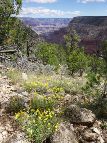Pinyon-juniper Woodland
